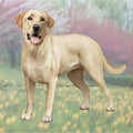 Labrador Yellow Square Coaster — E&S Pets