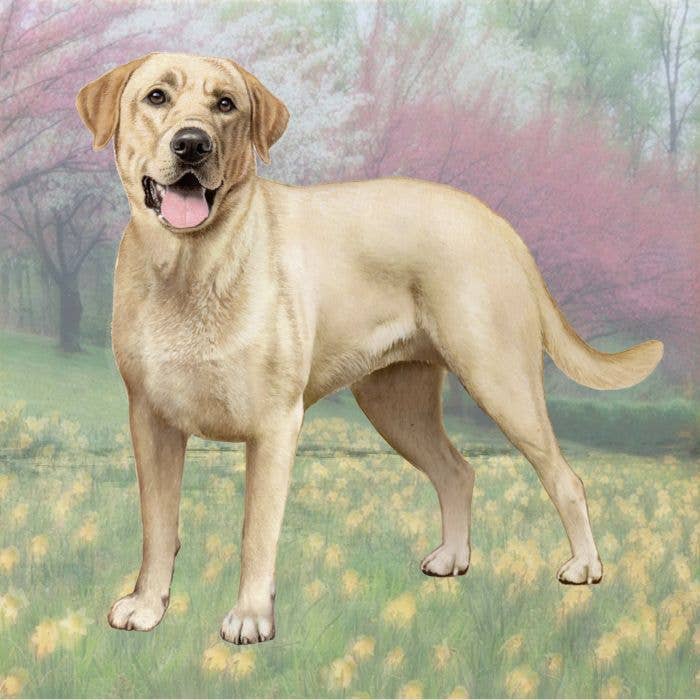 Labrador Yellow Square Coaster — E&S Pets