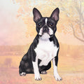 Boston Terrier Square Coaster — E&S Pets coasters