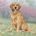 Golden Retriever Square Coaster — E&S Pets
